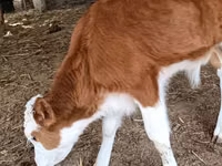 公牛, Simmental cattle — 照片 2
