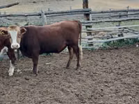 公牛, Cattle — 照片 2