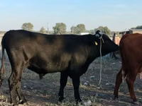 公牛, Swiss cattle — 照片 3