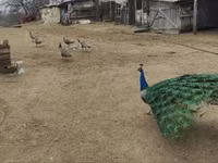 Turkeys — Foto 5