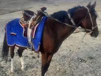 Caballo, Caballos — foto 4