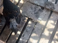 Brahma — Foto 7