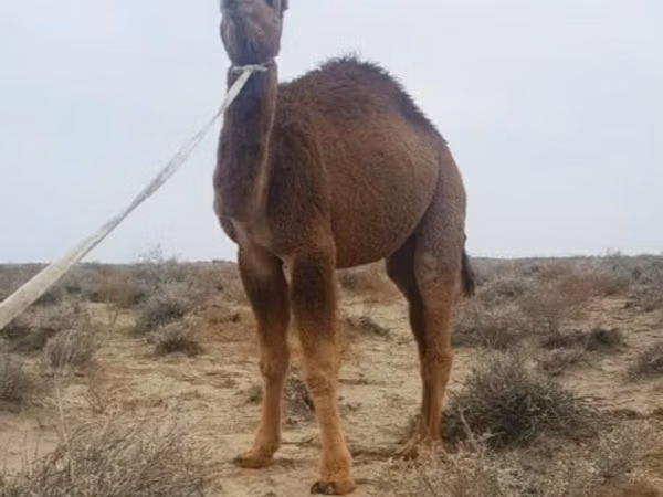 Kamel, Kazakh Bactrian camel