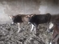 Cow, Cattle — photo 1