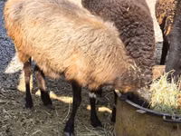 Schaf, Schafe — Foto 1