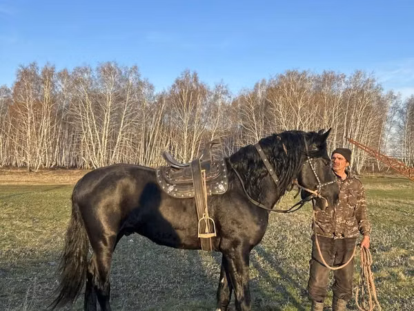Hengst, Kustanai horse
