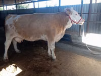 Kuh, Simmental cattle — Foto 5