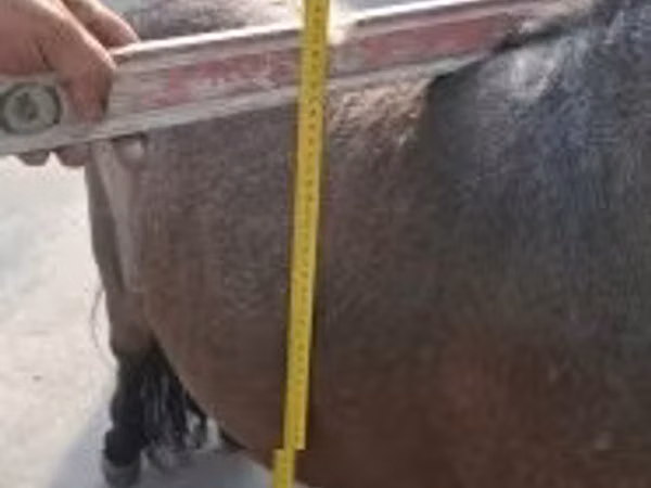 Caballo, Shetland Pony