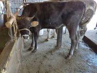 Kuh, Russian Black pied cattle — Foto 6