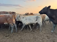 Rinder (Partie, Geschlecht nicht angegeben), Swiss cattle — Foto 5