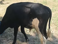 公牛, Cattle — 照片 5