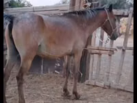 فرس, Kazakh horse — الصورة 6