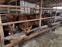 गाय, मवेशी — फ़ोटो 2