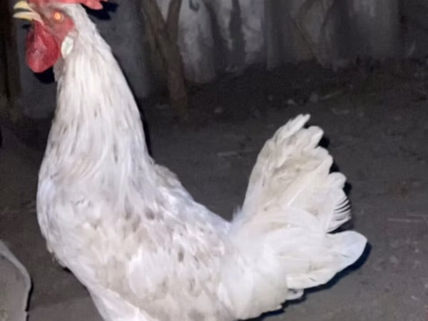 Leghorn