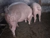 母猪, Pigs — 照片 4