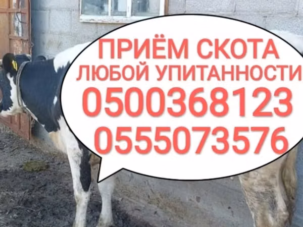 Бык, Коровы