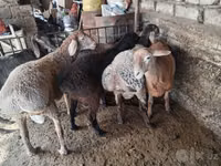 Widder, Rhon sheep — Foto 5