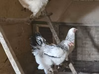 Brahma — Foto 1