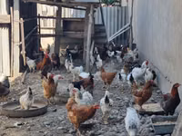 Chickens — Foto 5