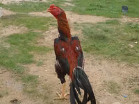 Chickens — 3-rasm