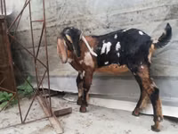 Ziege, Nubian Goat — Foto 8