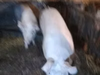 Шошқалар (топ, жынысы көрсетілмеген), Шошқалар — 4-сурет