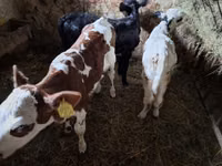 Cow, Cattle — photo 4