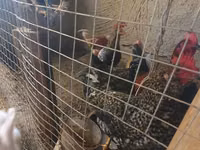 Chickens — الصورة 4