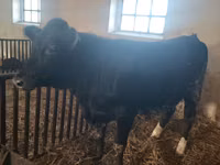 Kuh, Aberdeen-Angus — Foto 2
