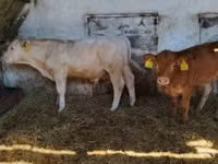 Bulle, Simmental cattle — Foto 4