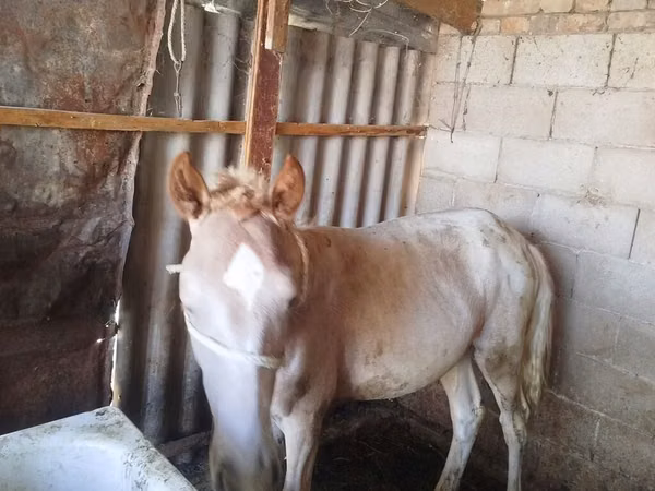 Hengst, French Trotter