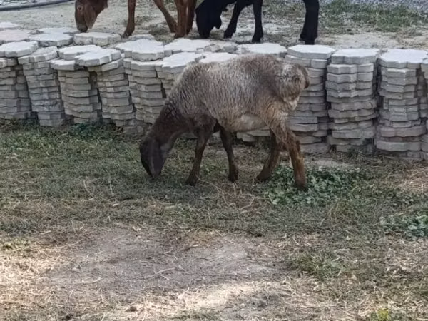 मेढ़ा, भेड़