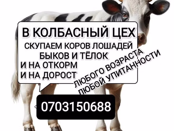 Бык, Коровы