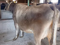 Sigir, Swiss cattle — 5-rasm