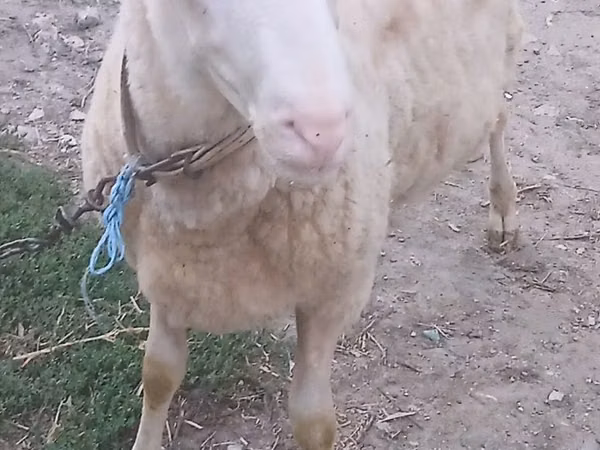 Carnero, Ovejas