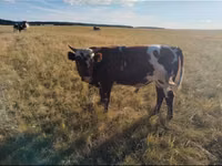 Уй, Кара-ак түстүү сиыр — сүрөт 1
