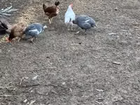 Guinea fowl — Foto 1