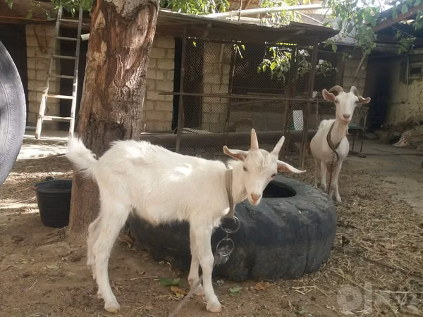 عنزة, Alpine goat
