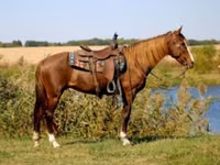 Stute, Rocky Mountain Horse — Foto 1