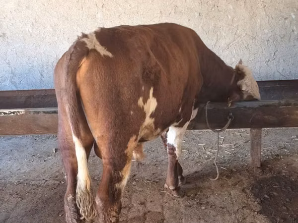 公牛, Simmental cattle — 乌兹别克斯坦
