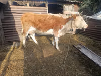母牛, Simmental cattle — 照片 1
