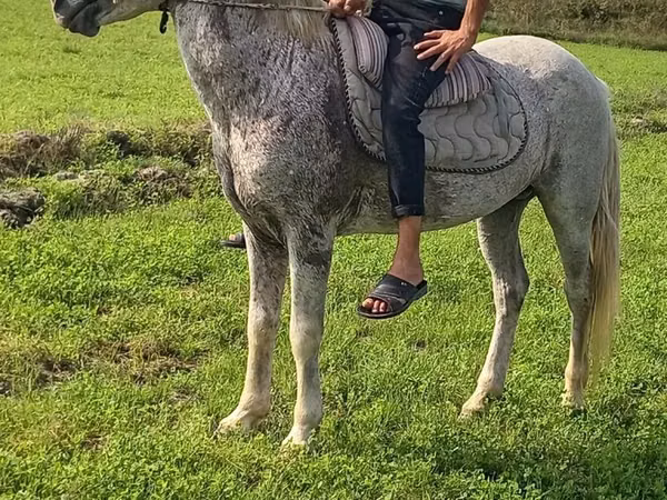 Hengst, Azerbaijan horse