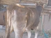 गाय, अलाताऊ नस्ल — फ़ोटो 4