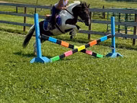 Hengst, Pinto horses — Foto 2