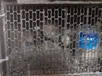 Chickens — Foto 1