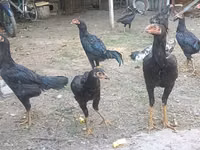 Chickens — Foto 2