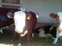 Vaca, Simmental cattle — foto 2