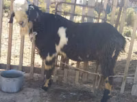 公山羊, Goats — 照片 1