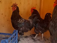 Chickens — الصورة 3