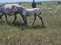 Stute, Kazakh horse — Foto 5